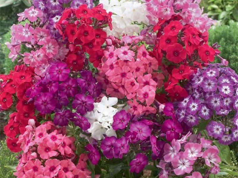 Phlox blomster sygdomme