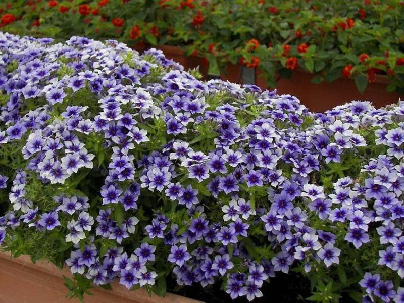 Sinh sản của phlox