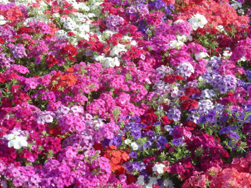 Tahunan phlox Drummond