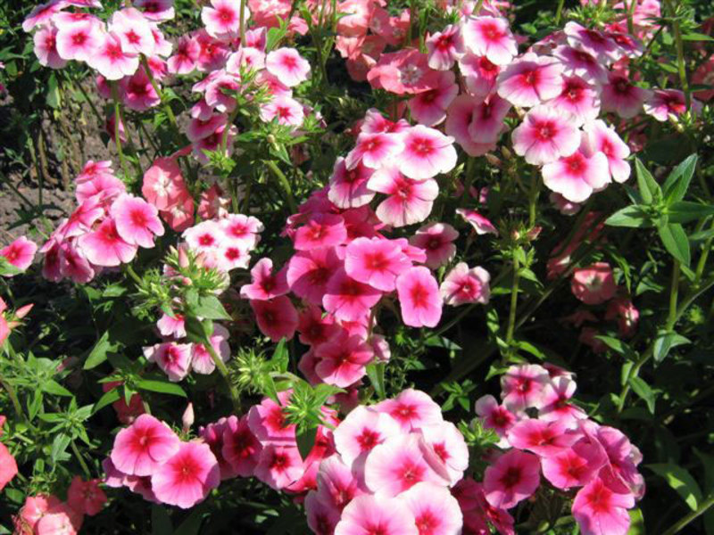 How to grow phlox in the country