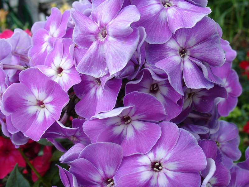 Odrůdy Drummond phlox