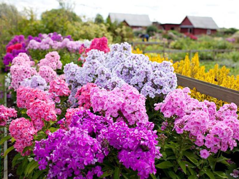 Reproductie van phlox