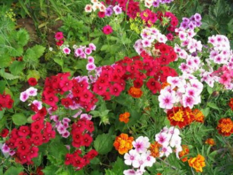 Drummond's Phlox jährlich