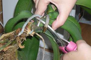 Métodos de propagação de orquídeas