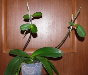 Semillas de orquídeas