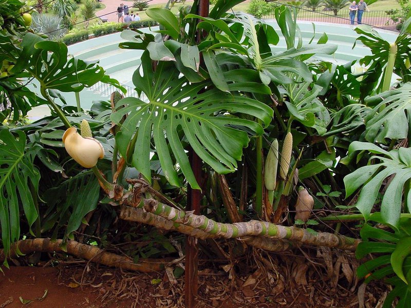 Descripció de la planta-liana en condicions naturals de creixement