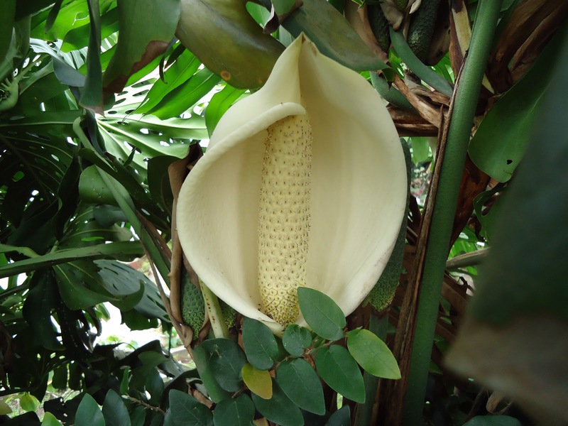 Características de la monstera en flor.