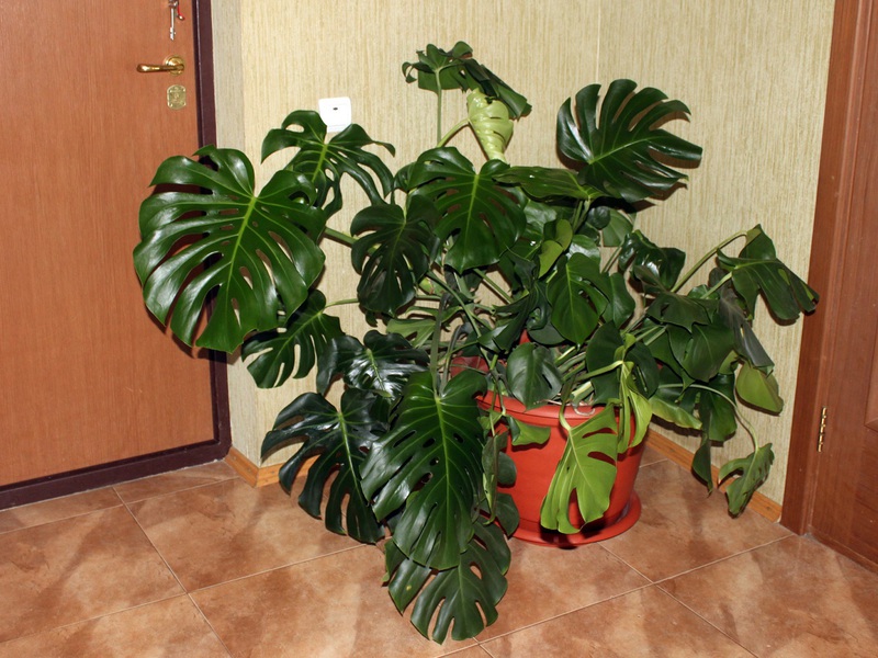 Descrição da aparência do monstera