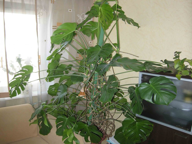 Positive sider af monstera-blomsten