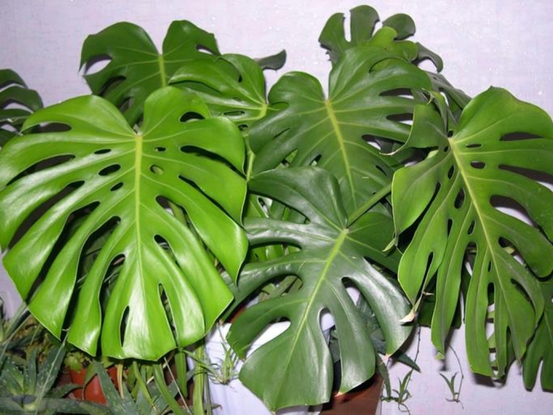 Mulig skade fra en monstera blomst