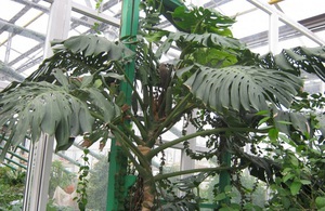 Egenskaper ved monstera