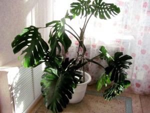 Liste over fordele ved monstera-blomsten