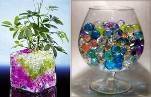 Hur man planterar en blomma i en hydrogel