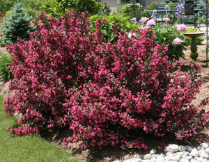 Planta de Weigela