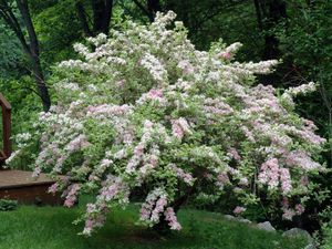 Hoe weigela op de juiste manier te planten