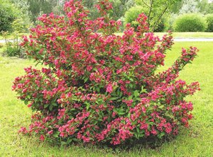 Weigela landen