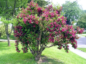 ความหลากหลายของ weigela