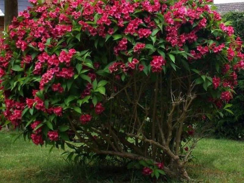 Weigela plantebeskrivelse