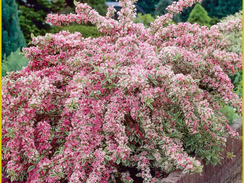 Weigela tại trang web