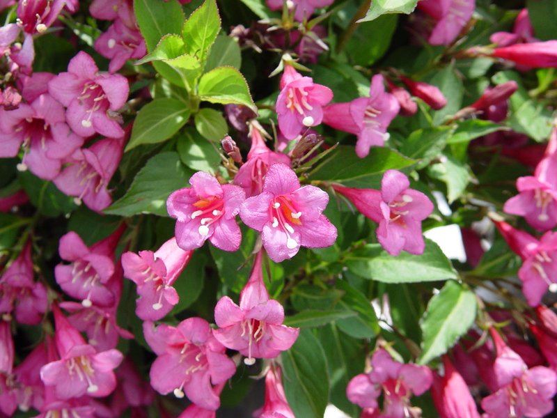 Cuánto tiempo florece la weigela