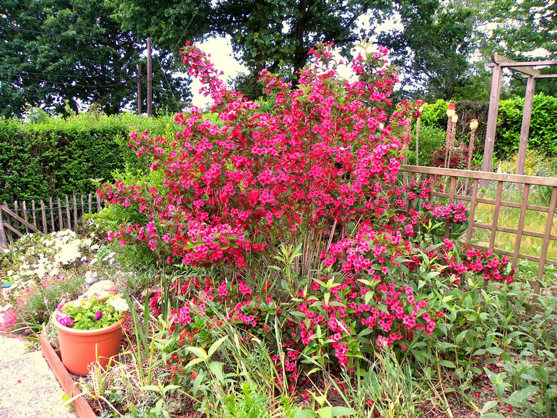 Blomstrende weigela