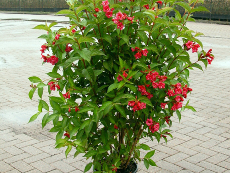 Atterraggio weigela