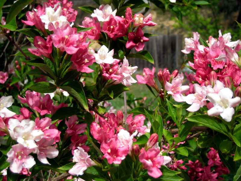 Weigela-variëteit en -type