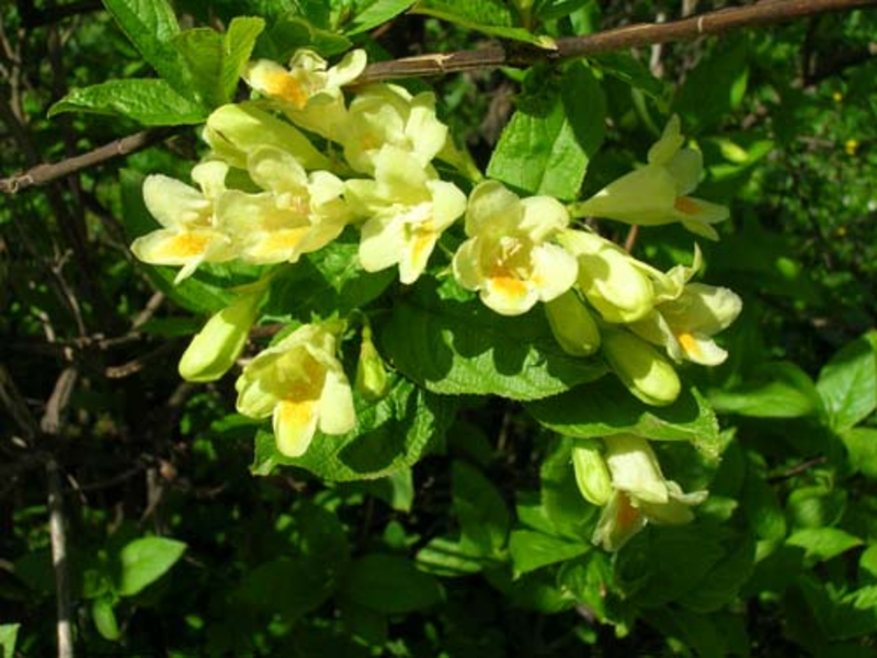 Weigela çalı