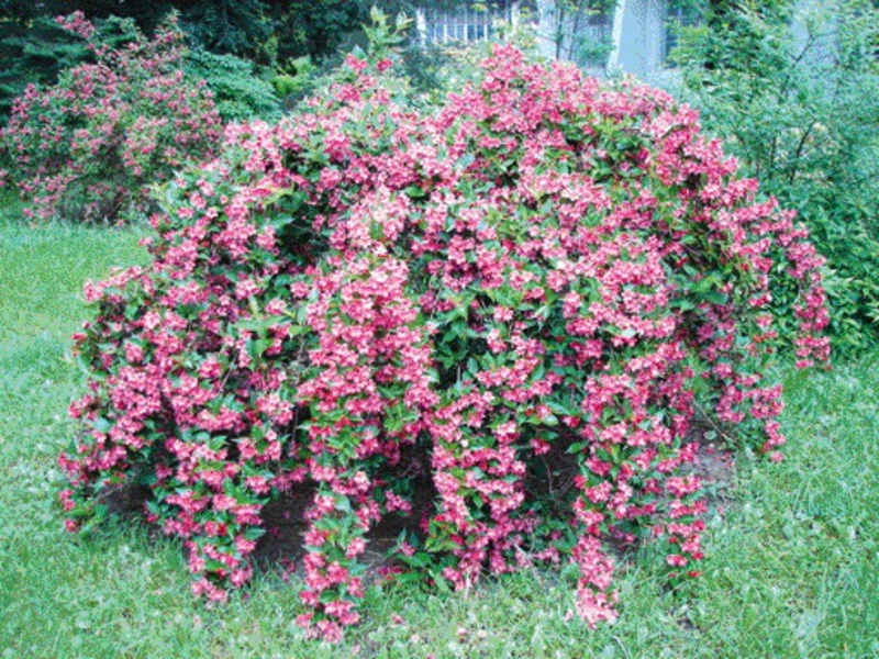 Weigela utseende