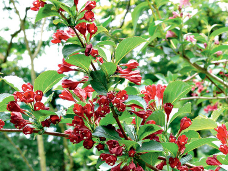 Weigela keväthoito