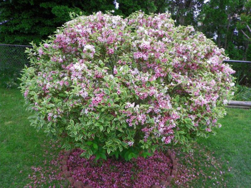 Hvordan ser weigela ut