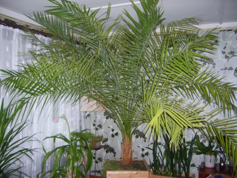 La palmera datilera pot arribar a una alçada d’1,5-2 metres.