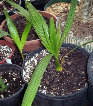 De dadelpalm heeft speciale zorg nodig.