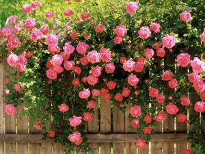 Rosa trepadora - flores muy hermosas.