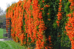 Camparis har en uvanlig rørlignende blomsterform