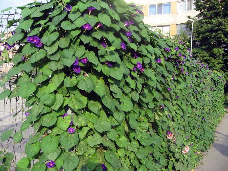 Descrição das trepadeiras anuais para o jardim