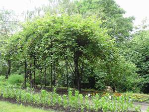  L'actinidia è una comune pianta da giardino