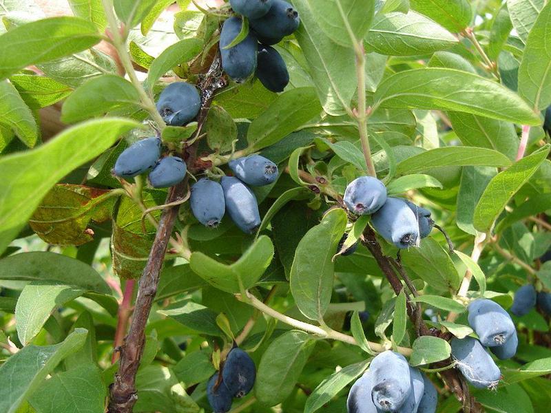 A madressilva trepadeira é um dos tipos de arbusto perene com frutos úteis.