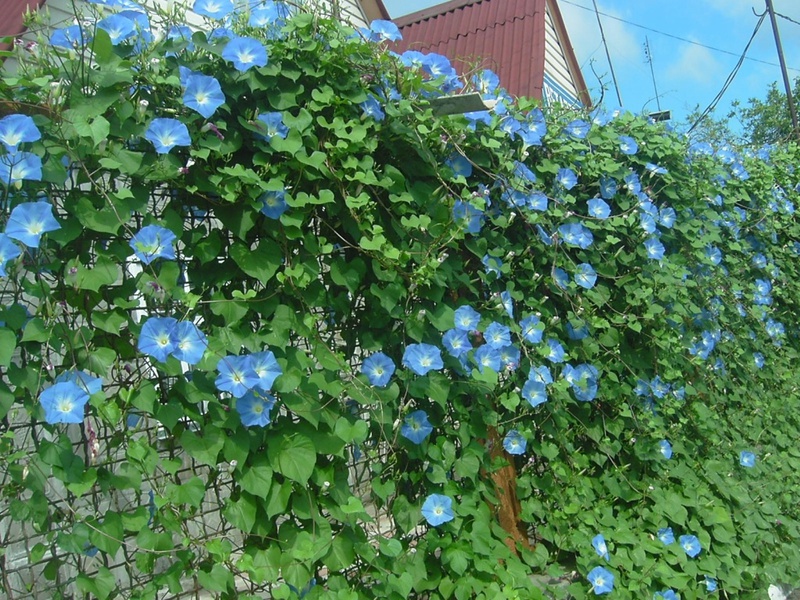 Ipomoea är en årlig liana som blommar större delen av sommaren.