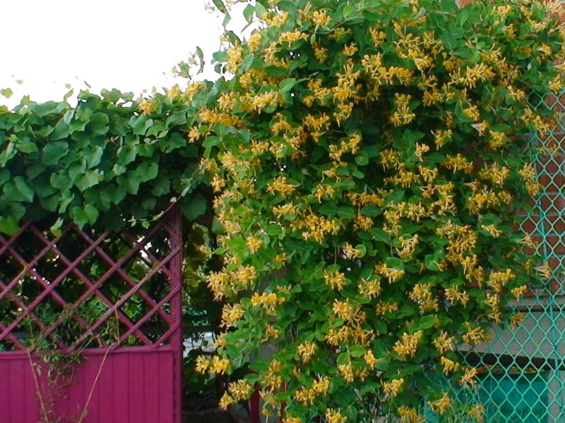 Propiedades de tejer madreselva de jardín.