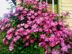 Το Clematis έχει φωτεινά, όμορφα λουλούδια.