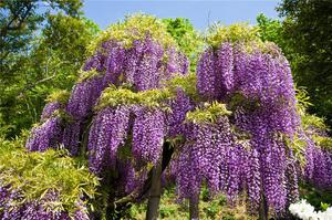 Wisteria durante la floración es increíble.