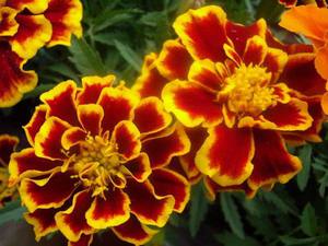 The flowering period of marigolds