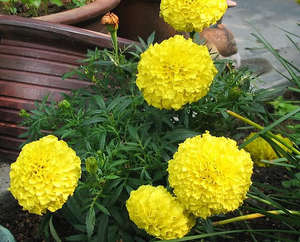 Goudsbloemen Carmen