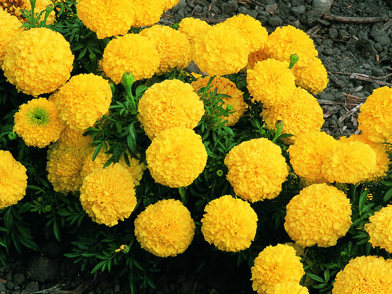 Belles flors de calèndula