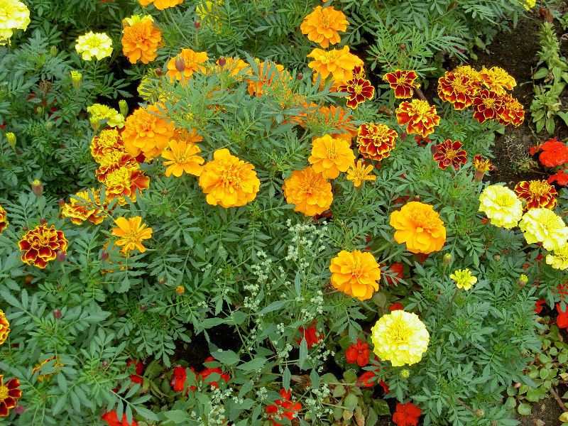 Hermosas flores de caléndula