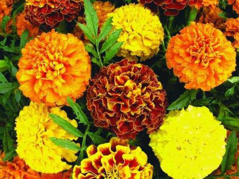 Cara menjaga marigold