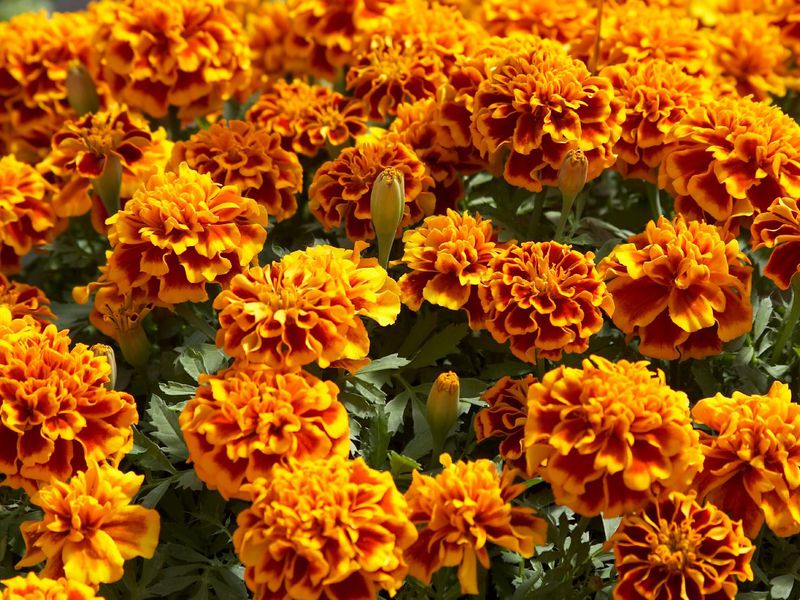 How to plant a flower marigold