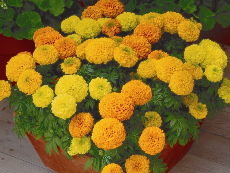 Yellow marigolds