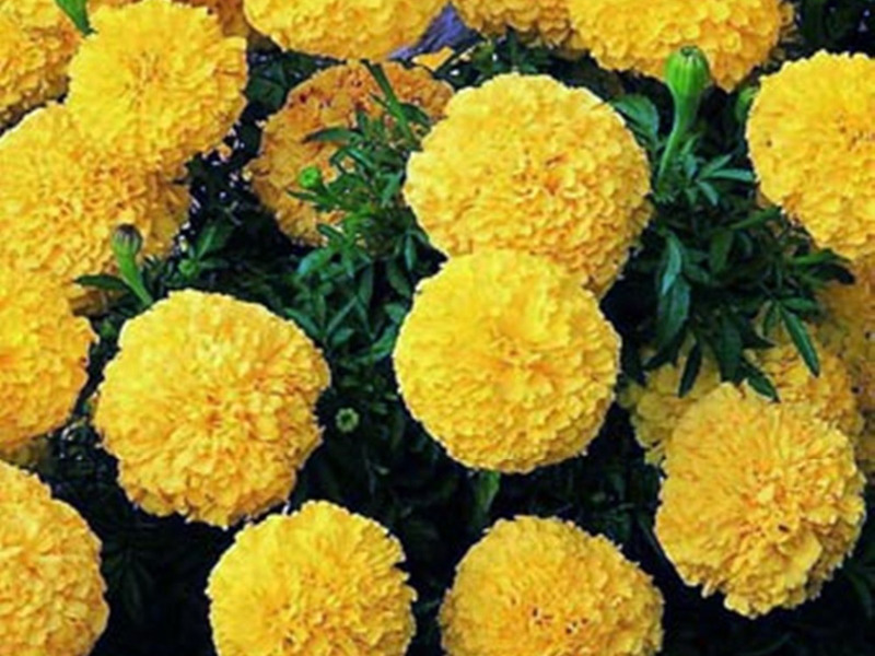 Marigolds Carmen